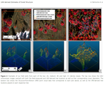 UAV-derived estimates of forest structure to inform ponderosa pine forest restoration